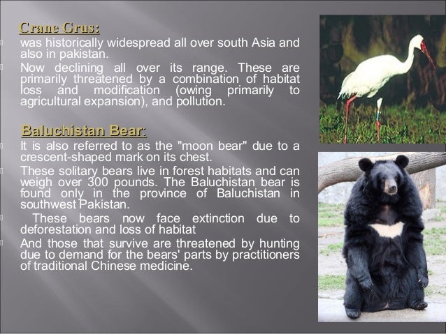 Essay on endangered species of pakistan endangered plant species in pakistan ppt